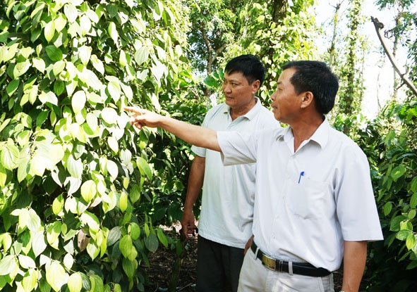 Bí thư Đảng ủy xã Cuôr Knia Triệu Văn Quỳ (bên phải) đi thăm mô hình phát triển kinh tế của đảng viên thôn 5.