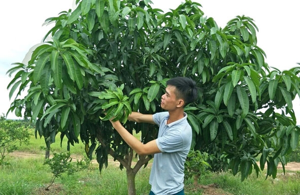 Nguyễn Văn Thép (thôn 14A) chăm sóc vườn cây ăn quả. 