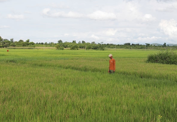 Anh Y Suyên Bkrông (buôn M'Brê) kiểm tra diện tích lúa của gia đình bị khô hạn. 