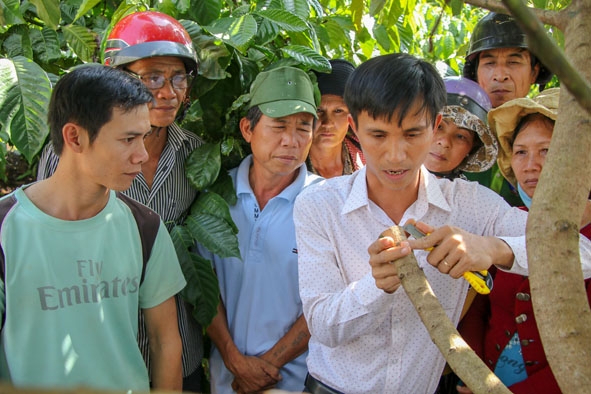 Cán bộ khuyến nông hướng dẫn nông dân huyện Krông Búk kỹ thuật ghép chồi cây cà phê cho năng suất cao.    Ảnh: H.Gia