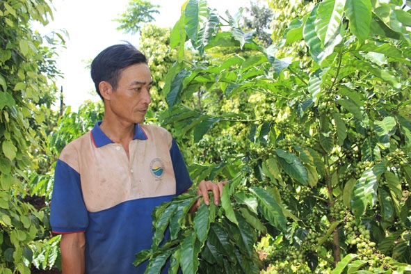 Vườn cà phê ghép chồi của ông Chu Thế Tráng (ở buôn Drây Huê, xã Cư Pơng) đã ra quả bói.