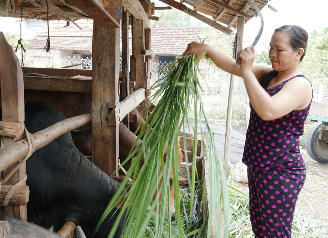 Gia đình chị Trần Thị Lan (thôn Thanh Phú, xã Hòa Sơn) thoát nghèo nhờ nguồn vốn vay ưu đãi.