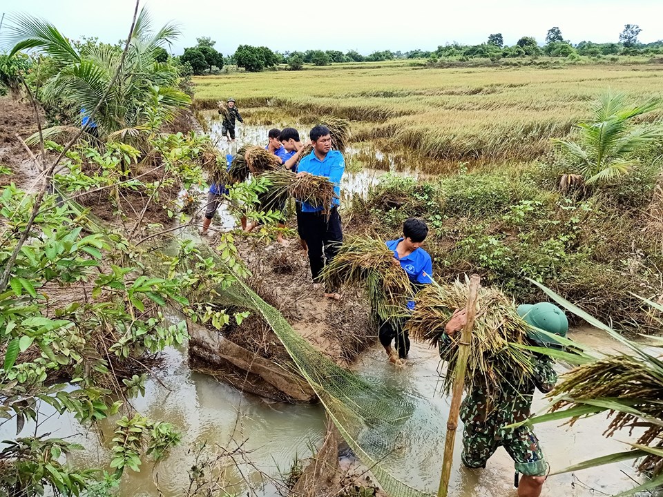 Đoàn viên, thanh niên hỗ trợ người dân gặt lúa để giảm thiểu thiệt hại. 