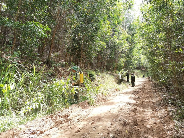 Công ty TNHH MTV Lâm nghiệp M’Đrắk phát dọn đường băng cản lửa trên diện tích rừng trồng tại xã Ea Trang.