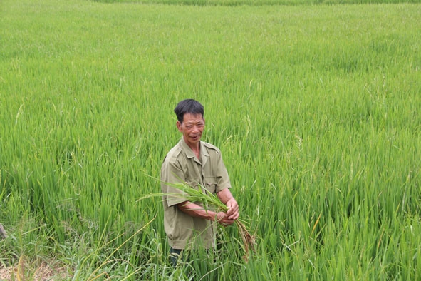 Ông Nguyễn Công Tán là người Thái Bình đi lao động tiền trạm kinh tế mới tại Đắk Lắk giai đoạn 1976 - 1980,  hiện đang sinh sống tại xã Buôn Triết, huyện Lắk.  