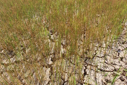 Do hạn hán kéo dài nhiều diện tích lúa rơi vào tình trạng nứt nẻ, chết khô.
