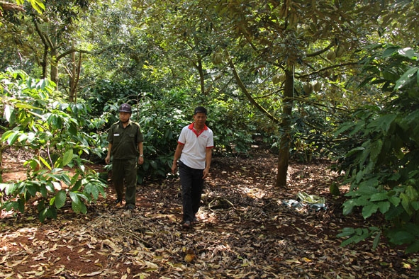 Ông Phạm Ngọc Nghệ thông tin về tình hình an ninh trật tự tại khu vực vườn sầu riêng của gia đình với Công an xã Ea Yông. 