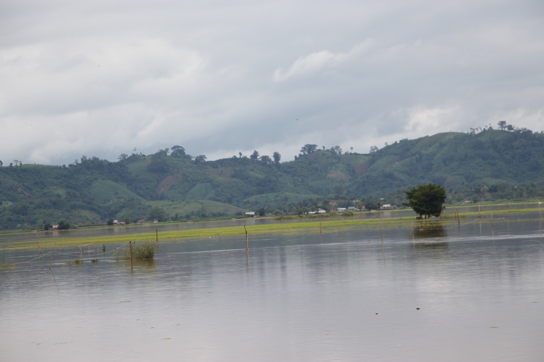 Một cánh đồng lúa tại xã Buôn Triết, huyện Lắk bị ngập úng trogn đợt mưa lũ vừa qua