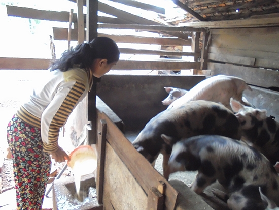 Chăn nuôi heo theo hộ gia đình ở xã Ea M'Droh, huyện Cư M'gar