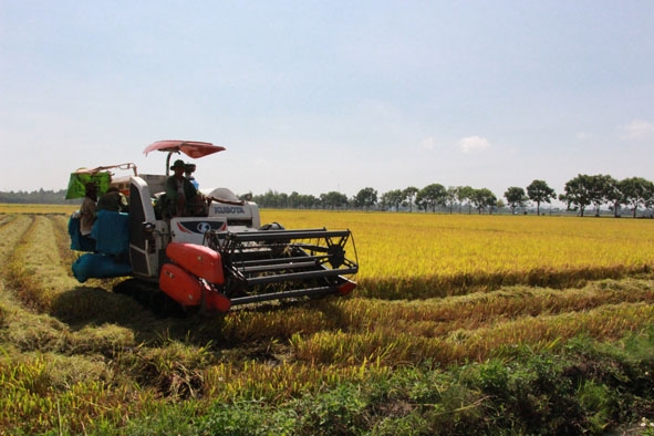 Cơ giới hóa trong thu hoạch lúa ở xã Ea Kly (huyện Krông Pắc). 