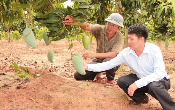 Cán bộ Phòng Nông nghiệp và Phát triển nông thôn huyện Ea Súp (bên phải) khảo sát vườn xoài trái vụ của gia đình ông Lê Đình Hiến ở thôn 14A (xã Ya Tờ Mốt).