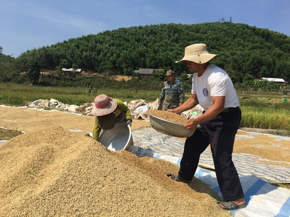 Anh Giàng  A Chua (bìa phải) giúp người dân  thu hoạch lúa. 