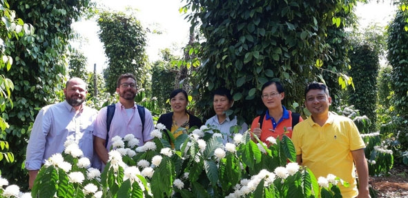 Nhóm chuyên gia người Hàn Quốc tham quan và nghiên cứu chất lượng cà phê và tiêu tại gia đình ông Đỗ Quý Toán.
