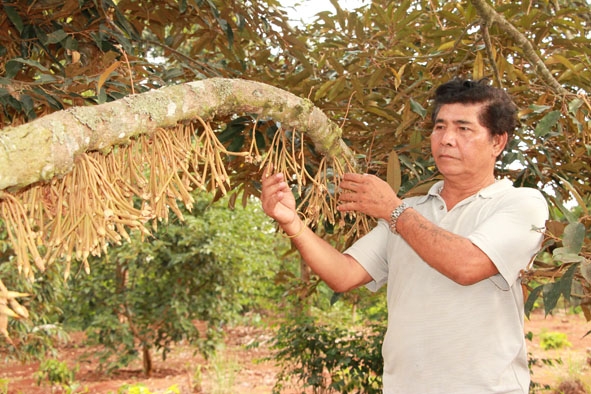 Vườn cây trồng xen của gia đình ông Ama Thông ở buôn Ko Tam (xã Ea Tu, TP. Buôn Ma Thuột) đem lại thu nhập gần 1 tỷ đồng/năm.