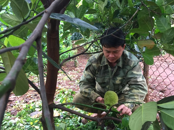 Anh Trần Quốc Linh kiểm tra cây trồng của gia đình.
