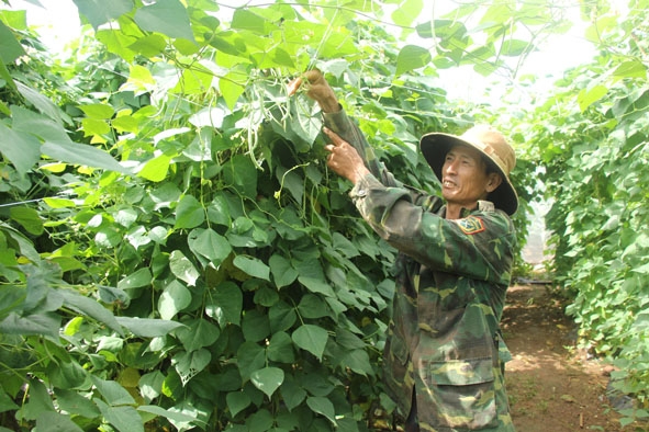 Mô hình sản xuất rau an toàn ở xã Hòa An, huyện Krông Pắc.