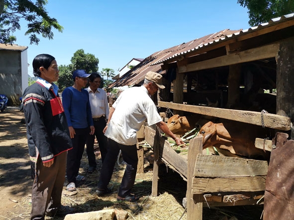 Người dân buôn Hoang chăn nuôi bò bán công nghiệp. 