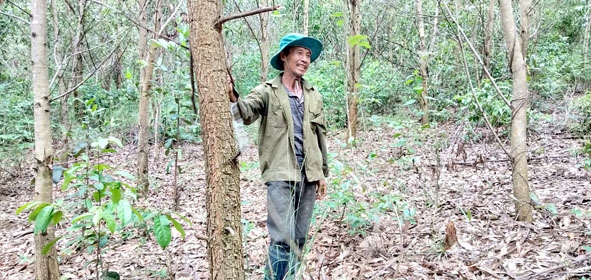 Ông Nguyễn Hữu Kỳ trong rừng keo tai tượng của gia đình.  