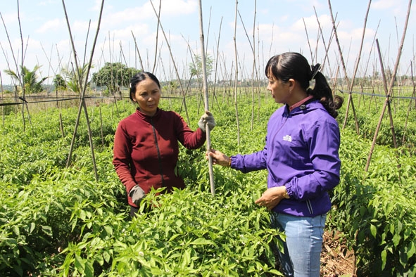 Diện tích trồng ớt chuẩn bị cho thu hoạch của gia đình bà Nguyễn Thị Hảo (bên trái).  