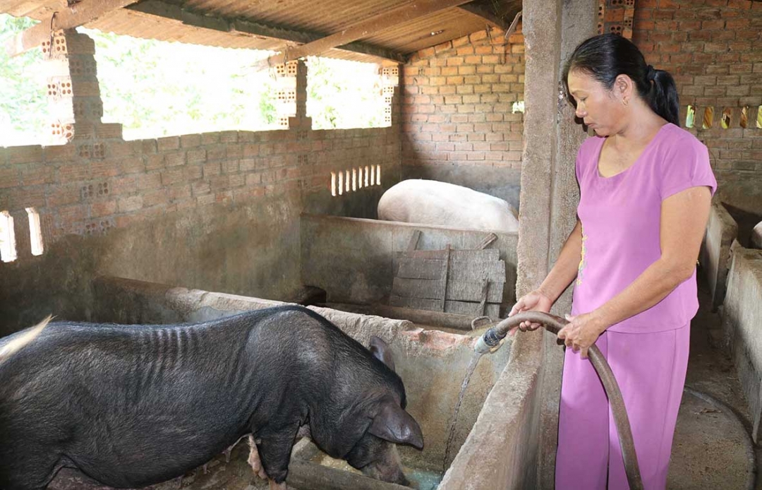 Mô hình nuôi heo giống của gia đình chị Lý Thị Thảo (thôn 2B).