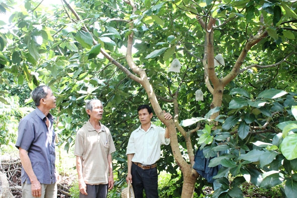 Ông Nguyễn Cúc, phường An Bình, thị xã Buôn Hồ (bìa trái) chia sẻ kinh nghiệm sản xuất với các hộ dân trong phường.