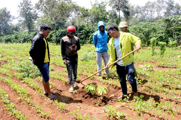 Anh Y Thuyl Niê (bìa phải) hướng dẫn quy trình đổ thuốc trị bệnh cho cây cà phê.