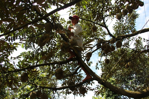 Thợ thu hoạch sầu riêng leo lên cây để gõ, “thẩm định” từng quả trước khi hái.