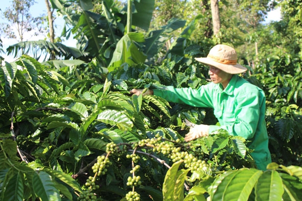 Anh Phạm Văn Đồng (xã Ea Kao, TP. Buôn Ma Thuột) đang chăm sóc vườn cà phê. 