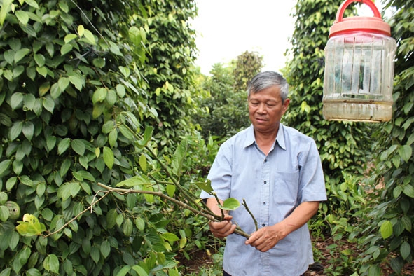 Ông Trần Viết Hà giới thiệu về loại cây tiêu ghép gốc Amazon có tác dụng diệt ruồi vàng.