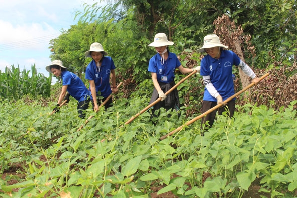 Thanh niên tình nguyện giúp người dân xã Hòa An (huyện Krông Pắc) làm rẫy.    