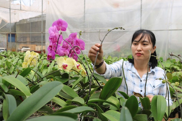 Chị Nguyễn Thị Diệu Thúy (phường Tân Lập, TP. Buôn Ma Thuột) chăm sóc vườn lan.   