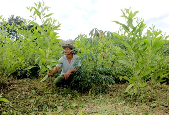 Người dân trồng xen cây sắn vào diện tích keo lai còn nhỏ kiếm thêm thu nhập.