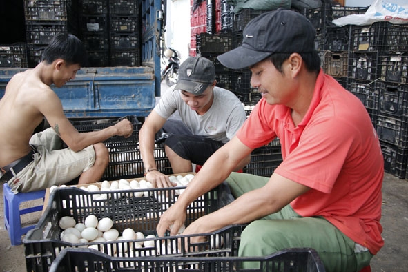 Trứng vịt được cơ sở gia đình anh Nguyễn Trung Hiếu ở tổ dân phố 3, thị trấn Liên Sơn thu mua về phân loại trước khi xuất bán.