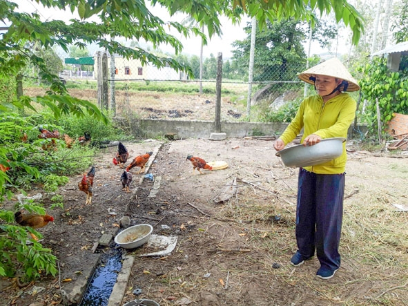 Bà Trương Thị Hường (tổ dân phố 3, thị trấn M’Đrắk) đang chăm sóc đàn gà để bán trong dịp Tết.    