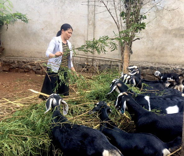 Chị Ngô Thị Hà ở thôn 2B (thành viên Tổ hợp tác nuôi dê) chăm sóc đàn dê của gia đình.  