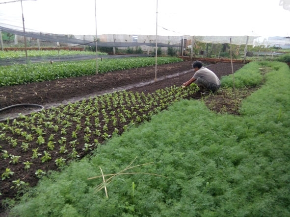 Có mấy cách làm nhà lưới trồng rau đơn giản và hiệu quả