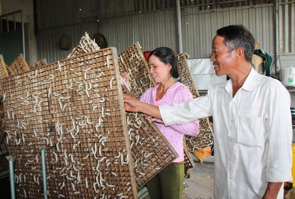 Gia đình chị Nguyễn Thị Hoa ở thôn Thanh Phong có nguồn thu nhập cao và ổn định nhờ trồng dâu nuôi tằm. 