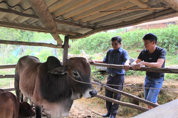 Mô hình chăn nuôi bò sinh sản giúp nhiều gia đình ở xã Ea Trang thoát nghèo.