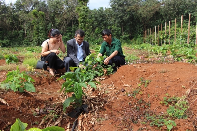Cán bộ khuyến nông tỉnh theo dõi mô hình tái canh cà phê tại huyện Cư M'gar