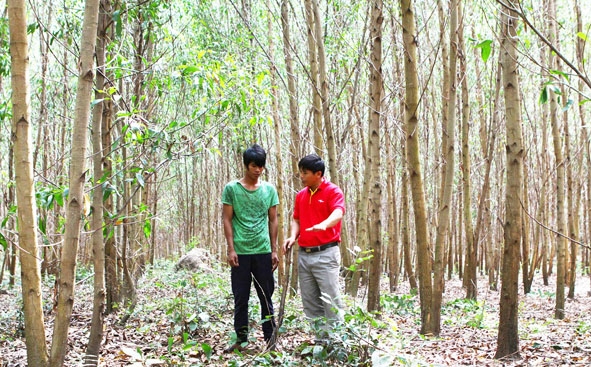Cán bộ Công ty TNHH MTV Lâm nghiệp Krông Bông hướng dẫn người dân chăm sóc rừng trồng.  