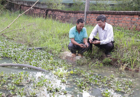 Ông Đỗ Văn Tưu (bên trái) kiểm tra trọng lượng ốc nhồi nuôi trong  ao sau hơn 3 tháng chăm sóc.   