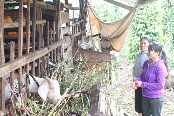 Các thành viên trong Tổ hợp tác nuôi dê thịt xã Ea Siên trao đổi kinh nghiệm chăn nuôi dê.
