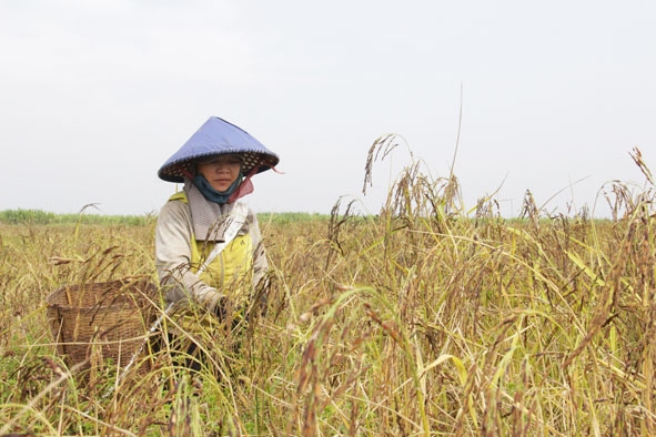 Người dân thôn Đóng (xã Ia Lốp) gặt lúa đen bằng liềm theo cách truyền thống. 