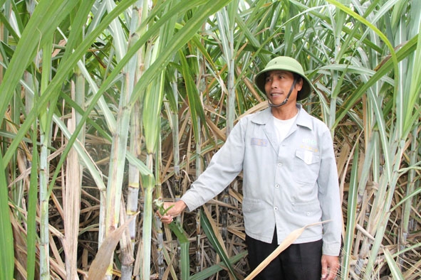 Nhờ trồng, chăm sóc đúng kỹ thuật, năng suất mía của gia đình ông Lê Sỹ Khánh luôn đạt khoảng 80 tấn/ha. 