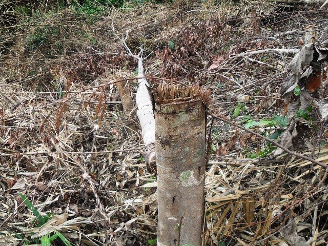 Một khoảnh rừng bị phá làm nương rẫy ở xã Cư Pui.