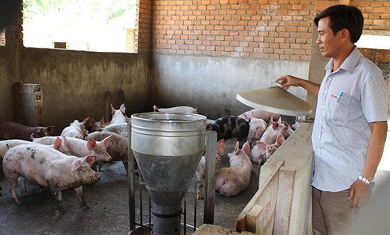 Chăn nuôi heo tại huyện Krông Pắk