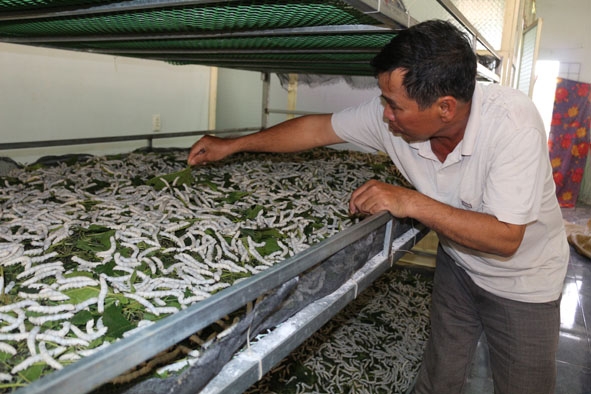 Mô hình trồng dâu, nuôi tằm mang lại thu nhập cao cho gia đình ông Đỗ Ngọc Sơn (thôn 2, xã Ea Siên).