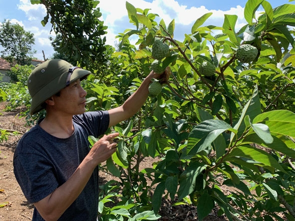 Anh Trịnh Hưng Chiến với vườn na Thái trĩu quả sắp thu hoạch.