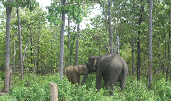 Những con voi thuộc sở hữu của Trung tâm Bảo tồn voi tự do đi lại, nô đùa trong khu vực chăm sóc, cứu hộ voi của Trung tâm.  