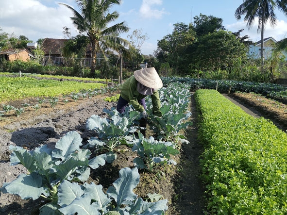 Chị Hoàng Thị Thoi chăm sóc vườn rau chuẩn bị cho thị trường Tết.